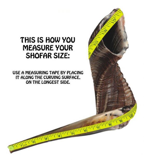 shofar – Image 3