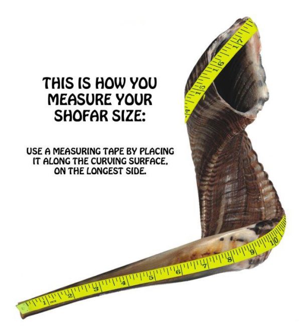 48560_2 Shofar