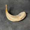 shofar