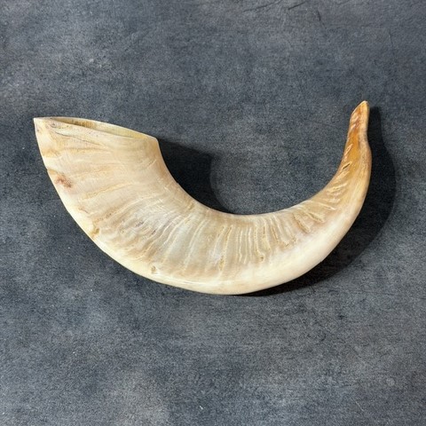 shofar