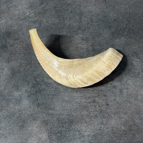 Shofar