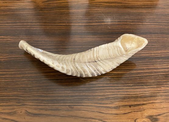 Shofar – Image 2