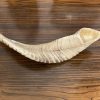 IMG_7710 Shofar